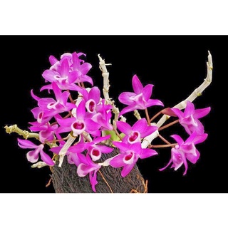 🍀BAO CHẤT🍀Hoa Lan Trầm hoa Tết (1 khóm)