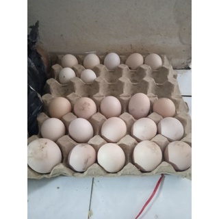 Trứng gà tre gà chọi ấp k bảo hành % nở