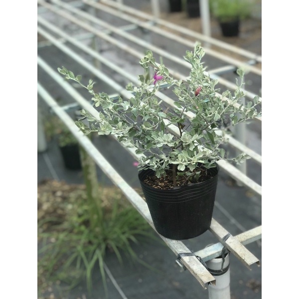 Cây hoa tuyết sơn phi hồ