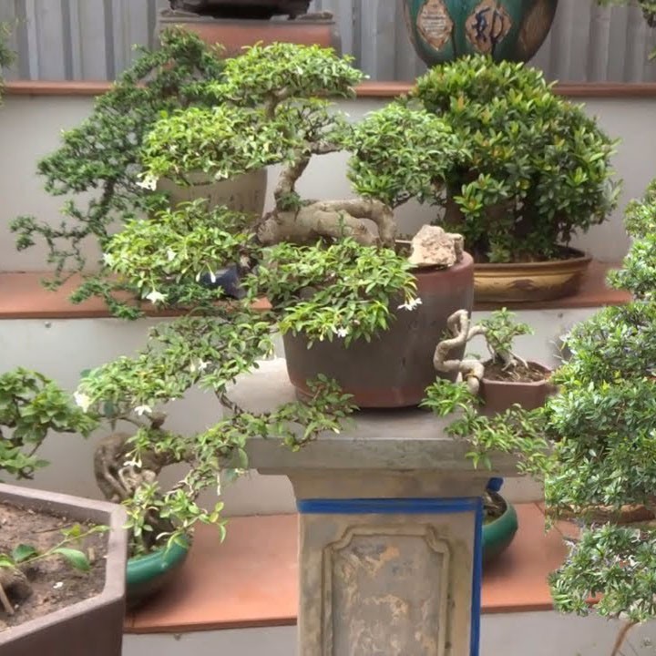 Combo 10 gói Phân ATONIC Nhật Bản Kích Thích Sinh Trưởng Cho Hoa Lan, Hoa Hồng, Rau Màu, Cây Ăn Quả - Longf1
