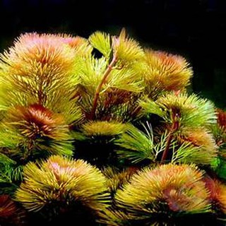 1 PHẦN RONG LA HÁN ĐỎ THỦY SINH-10 CỌNG