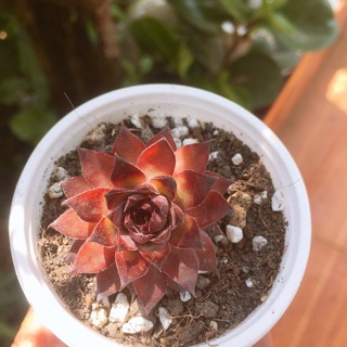 sen đá phật bà lửa mini