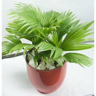 CÂY CỌ CẢNH ,NÚI