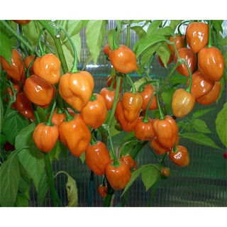HẠT GIỐNG ỚT SIÊU CAY HABANERO
