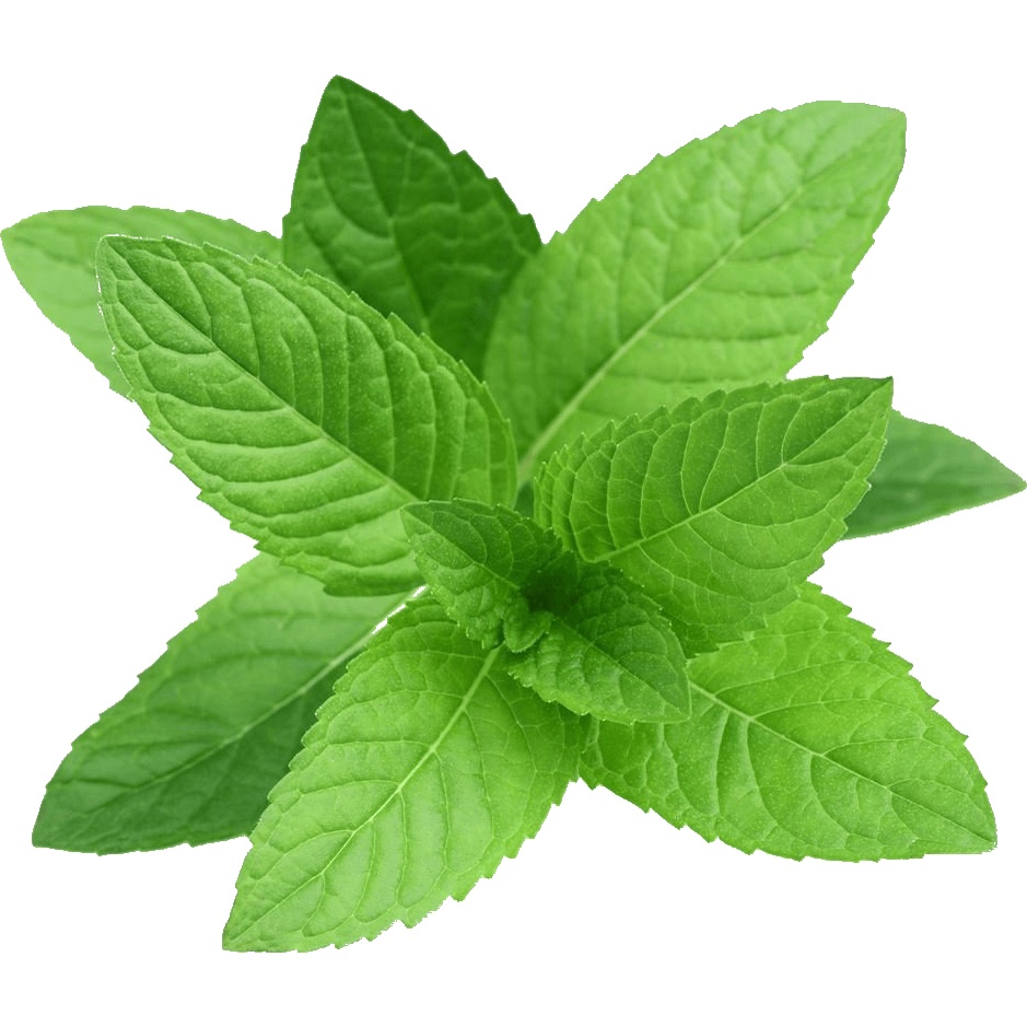 Bạc hà sấy nhập khẩu làm làm trà bánh peppermint pha chế đồ uống- Dry Mint - Hũ 120ml