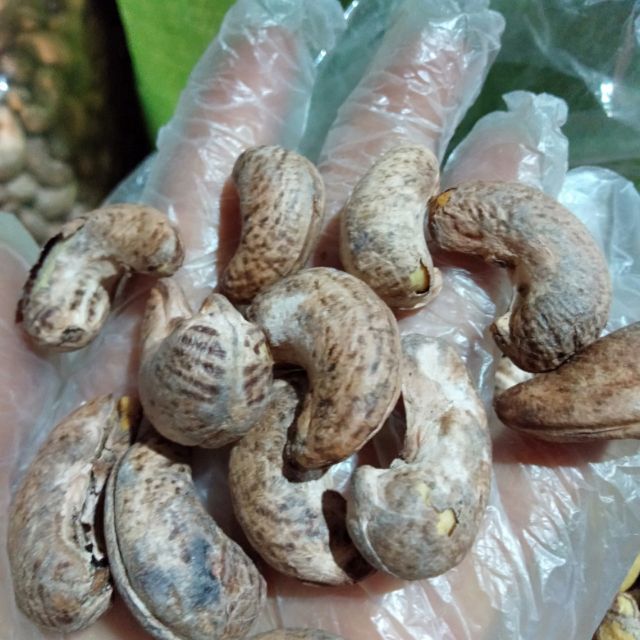 Điều a cồ Việt rang muối