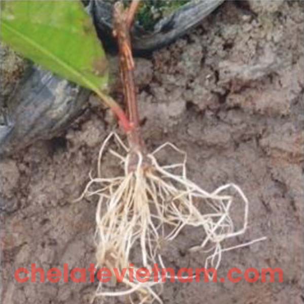 Auxin Indole-3-butyric acid   gói 50g