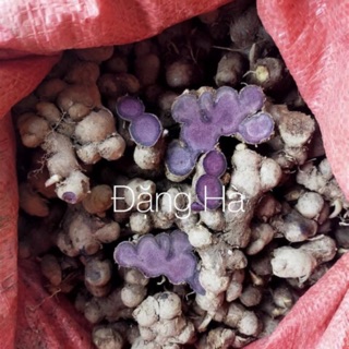 Gừng đen( ngải tím )