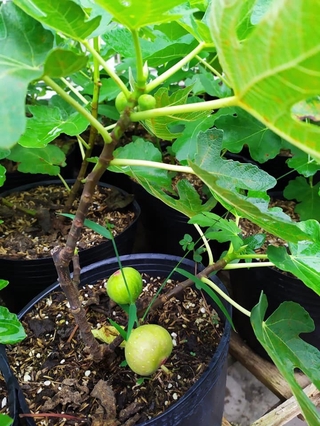 Cây Sung Mỹ siêu trái cây đẹp chuẩn giống