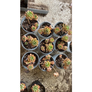 SEN ĐÁ THỤ MINI CHỈ 55K