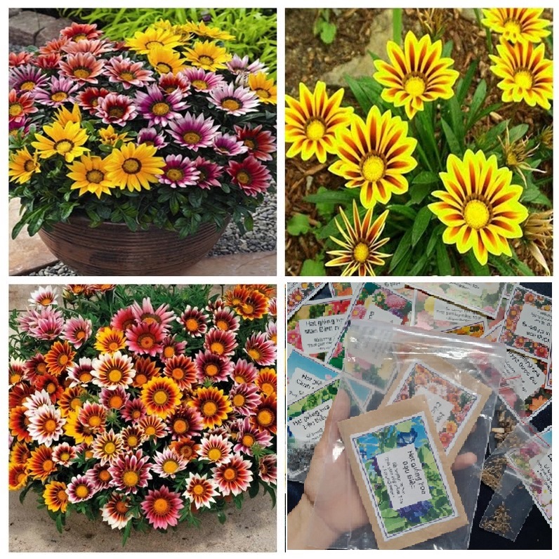 50 Hạt giống Hoa Cúc Huân Chương tỷ lệ nảy mầm 90% - NeyuhGarden