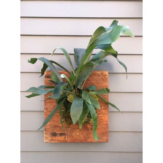 Cây ổ rồng platycerium ferns trang trí nhà cửa