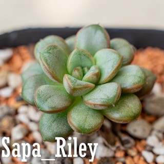 Sen đá cúc áo (Graptoveria Amethorum)