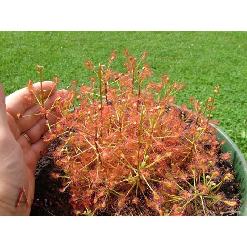 Cây gọng vó Madagascariensis, drosera Madagascariensis