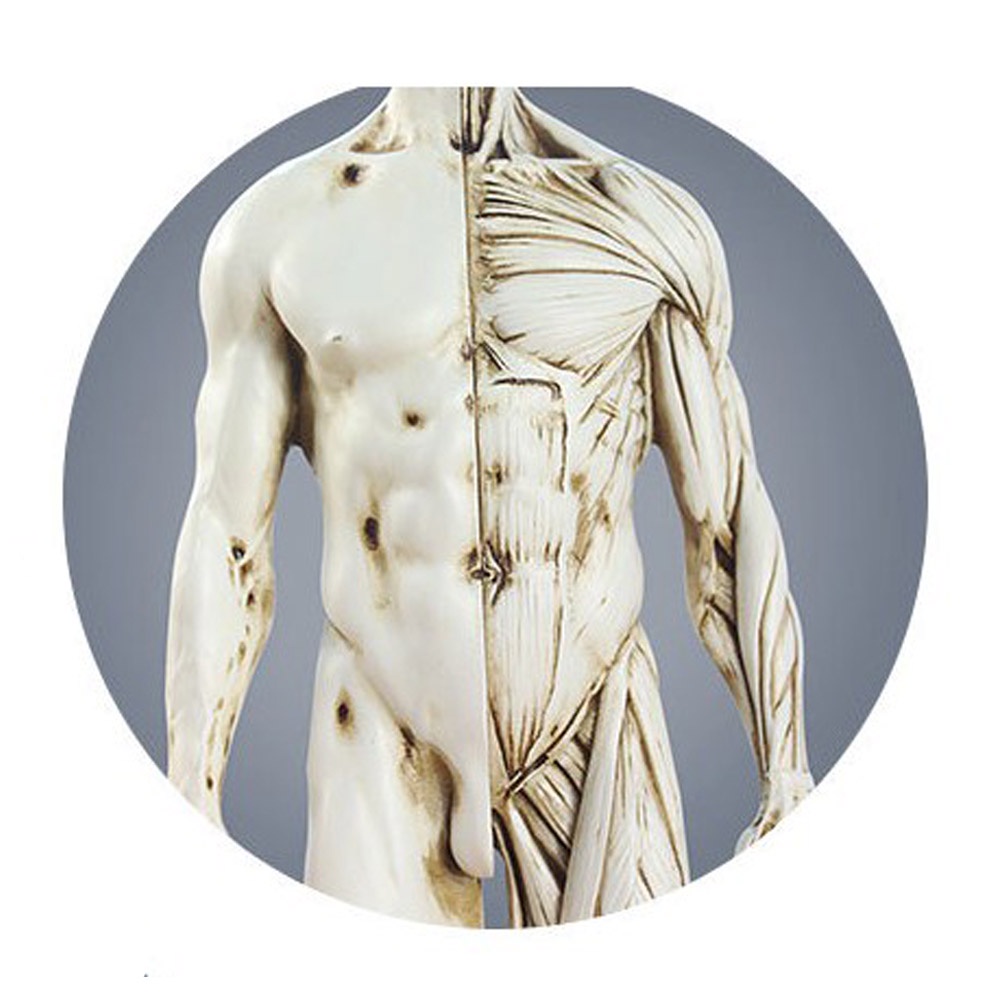 Mô Hình Cơ Thể Người Nam Nữ Dùng Trong Vẽ Tranh