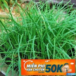1g Hạt giống Hẹ LuckyseadTG