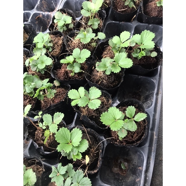 Combo 5 cây dâu tây chịu nhiệt