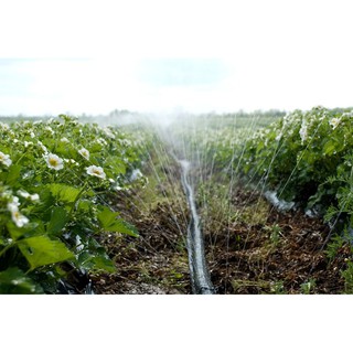 DÂY TƯỚI PHUN MƯA 5 LỖ CHÉO PHI 34 CUỘN 100M