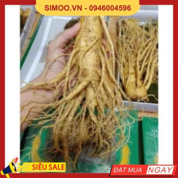 💥 ⚡ SẢN PHẨM CHÍNH HÃNG 💥 ⚡ SÂM TƯƠI HÀN QUỐC 100% NHẬP KHẨU, KHÔNG CHẤT BẢO QUẢN. LOẠI 5,6 CỦ /1KG 💥 ⚡