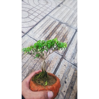 Chậu mềm Mai chiếu thủy bonsai mini Tặng phân tan chậm.