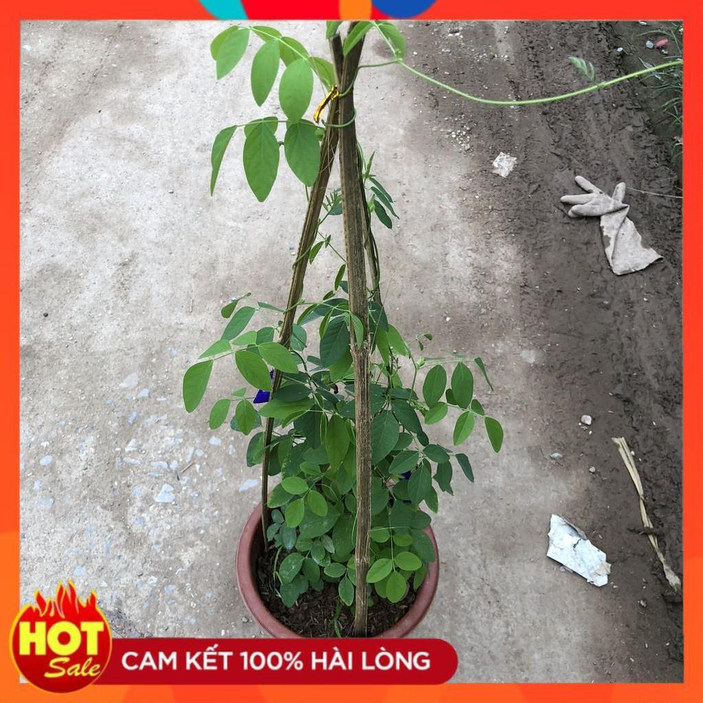 Cây đậu biếc size to, Ngọn dài 1m hoa nở rộ thân leo mạnh phủ giàn tốt sức sống mãnh liệt.