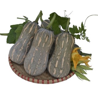 Hạt Giống Bí Đỏ Hồ Lô - 10 Hạt