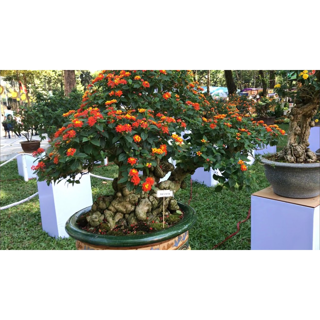 Gói 30 hạt giống cúc ngũ sắc thân gỗ