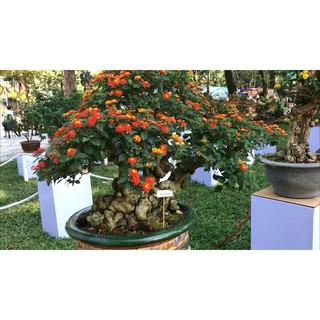 Gói 30 hạt giống cúc ngũ sắc thân gỗ