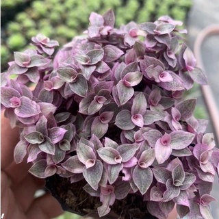 🌵FREESHIP🌵SEN ĐÁ PINK LADY