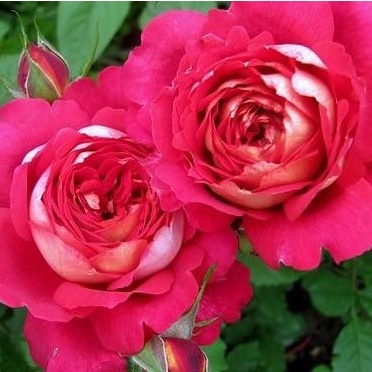 Hoa hồng ngoại leo Docteurs Massad rose màu đỏ Ruby- vườn hoa melinhrose