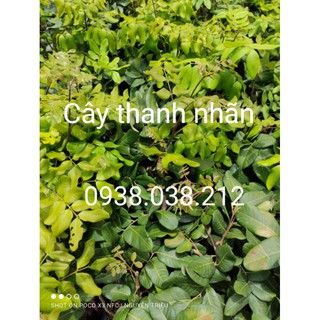 CÂY GIỐNG THANH NHÃN