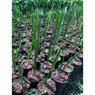Gói 10 hạt giống cây chà là Thái Lan