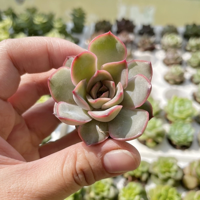 Sen Đá Hoa Hồng Đỏ Mini