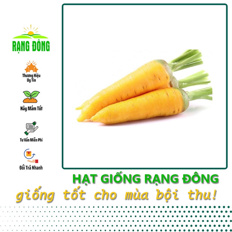 Hạt giống Cà Rốt Vàng giàu dinh dưỡng, sinh trưởng khỏe, nảy mầm tốt (gói 5 gr) - Hạt giống Rạng Đông
