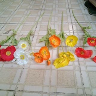 Hoa anh túc _ Hoa giả