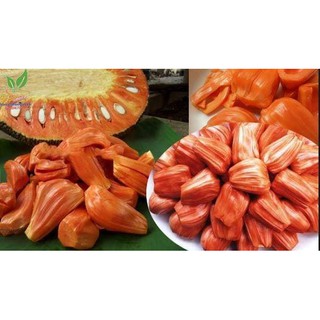 cây giống mít ruột đỏ Thái Lan