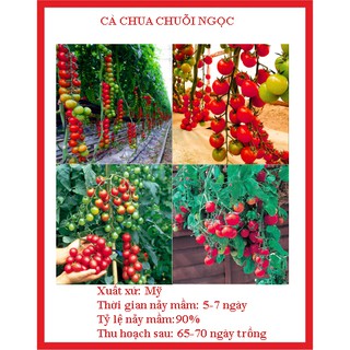 Gói 30 hạt giống cà chua chuỗi ngọc