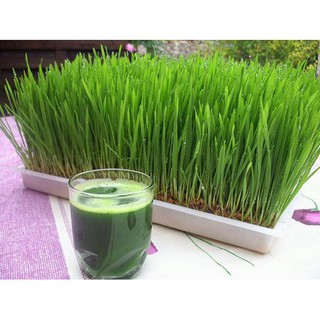 Hạt Lúa Mì ÚC Organic (1kg) - Có thể trồng cỏ lúa mì