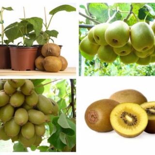 Hạt giống kiwi lùn