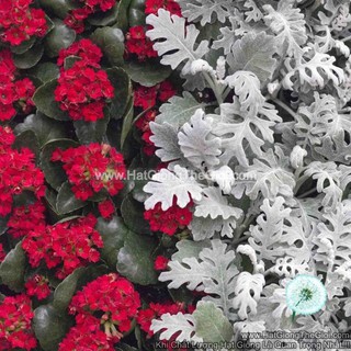 0.5GR 850.HẠT Hạt Giống Cúc Lá Bạc Cây Ren Bạc (| -KD: B6*V64)