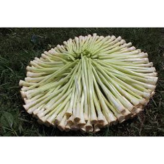 Dưa bồn bồn hút chân không