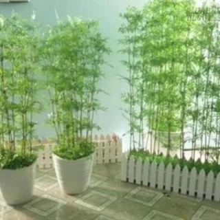Combo 5 Cây Trúc quân tử cây đẹp , cây đẹp, giống chuẩn siêu to béo