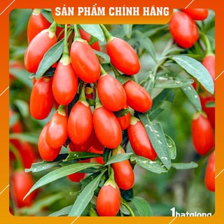 Câu kỷ tử nhập khẩu chính ngạch ninh hạ túi 200g