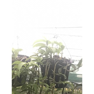 Hạc vũ thiên cung lữ bố - 1 thân