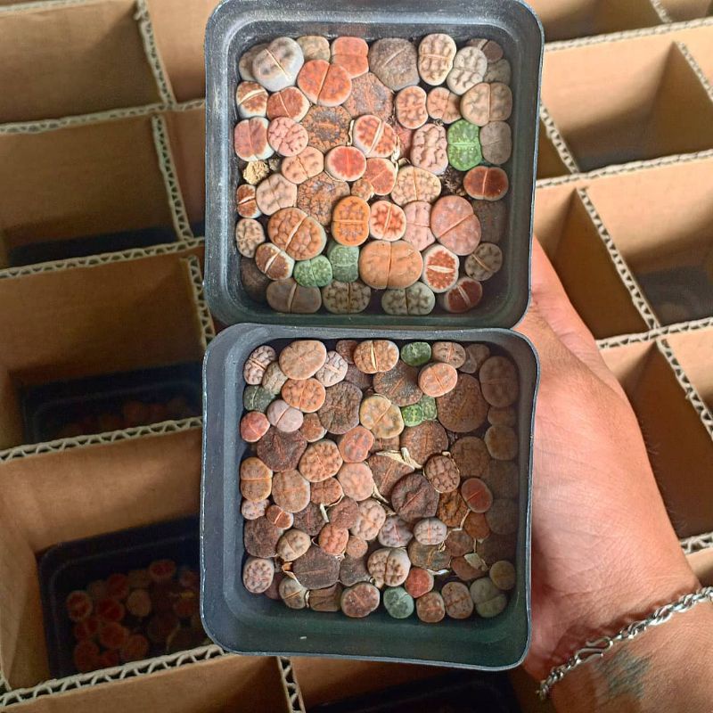 SEN MÔNG LITHOP | freeship | Quà tặng bất ngờ