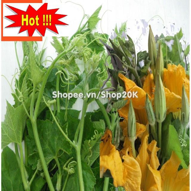 Hạt giống Bí đỏ ăn đọt, bông