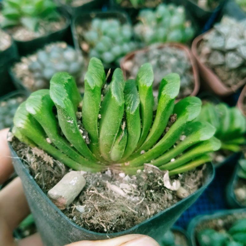 (Sale50%) Sen Đá Kim Cương Quạt Ngọc  6-7cm