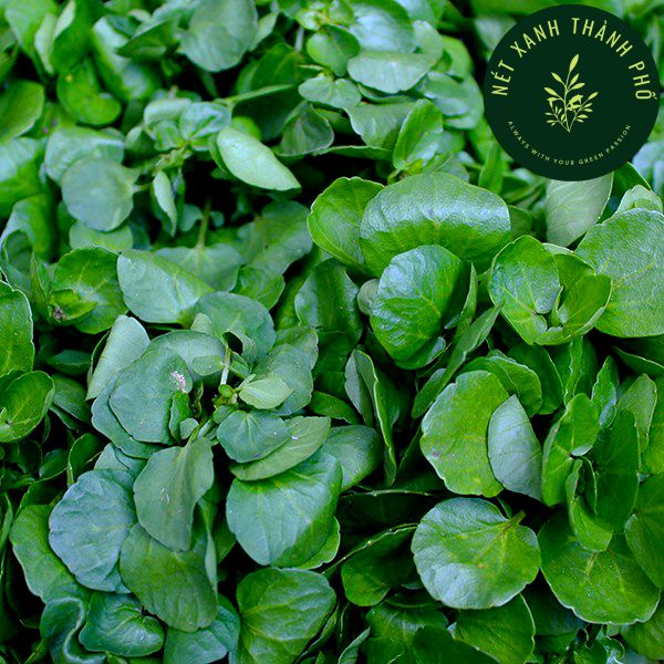 Hạt giống Xà lách Xoong Mỹ, 1gr