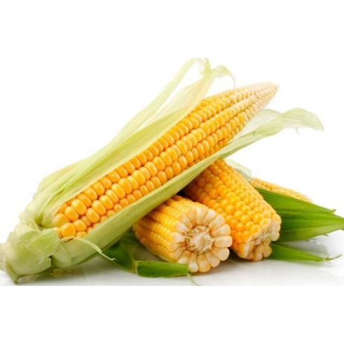 Hạt Giống Ngô Ngọt Thái  - Ngọt, Giàu Dinh Dưỡng - MUA 3 TẶNG 1 CÙNG LOẠI KHUYẾN MẠI TRONG 1 NGÀY