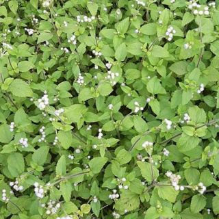 Tinh dầu Hoa ngũ sắc